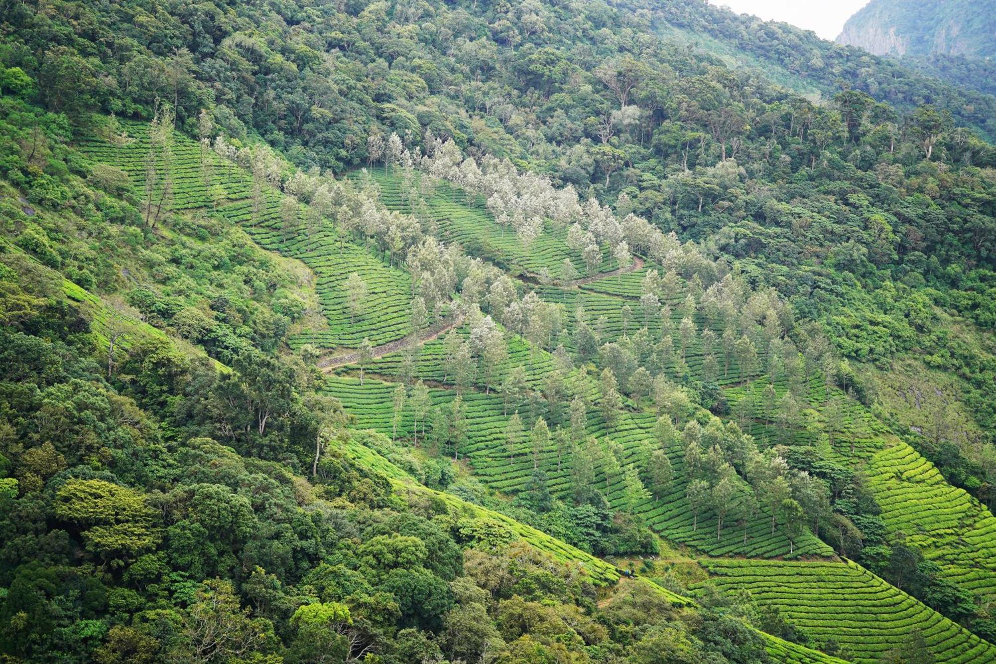 ホテル The Teatree Munnar Suryanelli エクステリア 写真